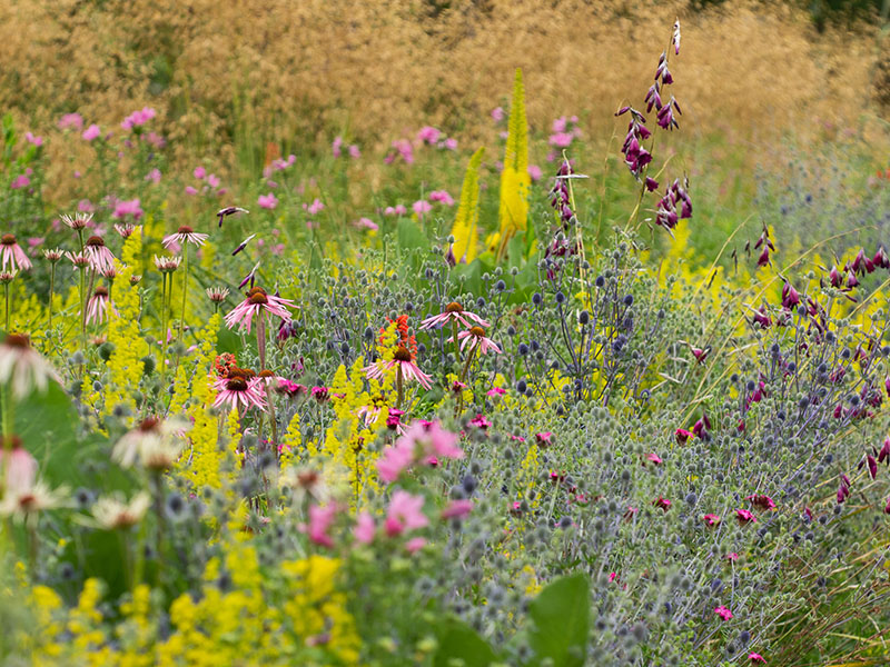 A border of colourful flowers