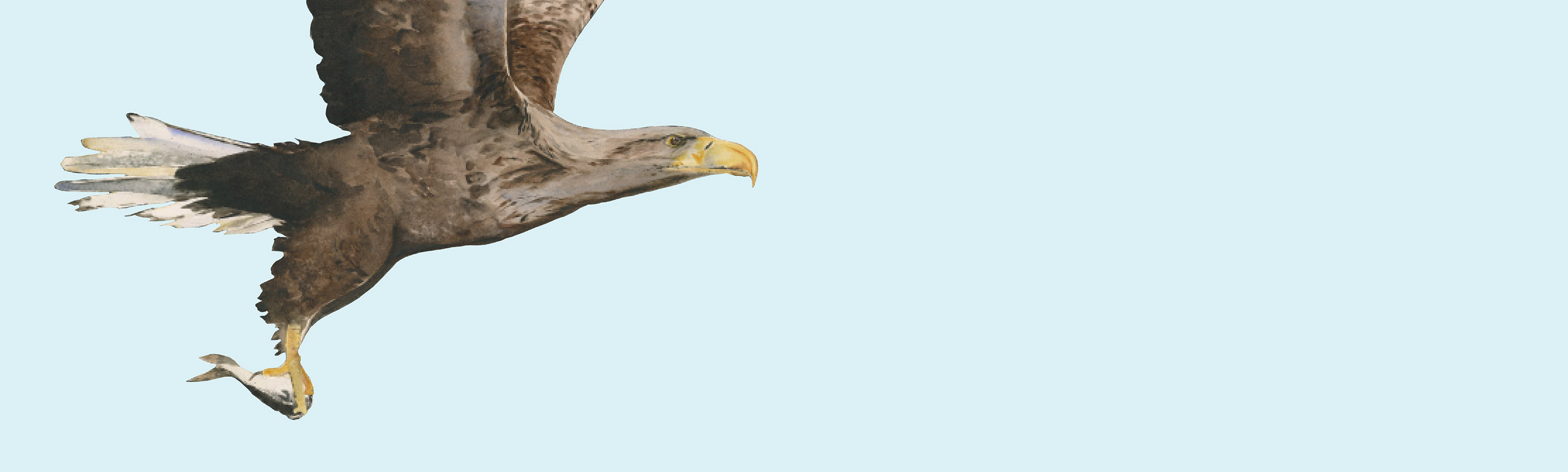 An illustration of an eagle carrying a fish in its talons against a pale blue background