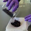 Dark seeds are poured from a glass container into muslin for sieving