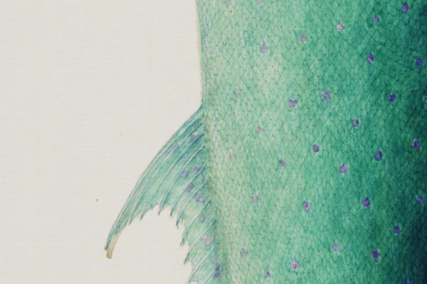 A watercolour painting of green and blue fish scales from Bodleian Library MS. Sherard 238