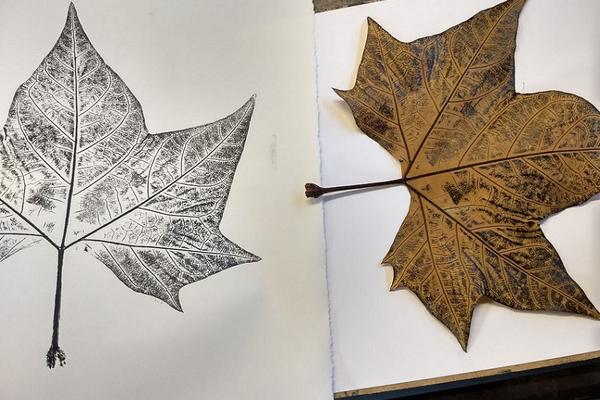 A maple leaf positioned beside a black and white printed version of that leaf