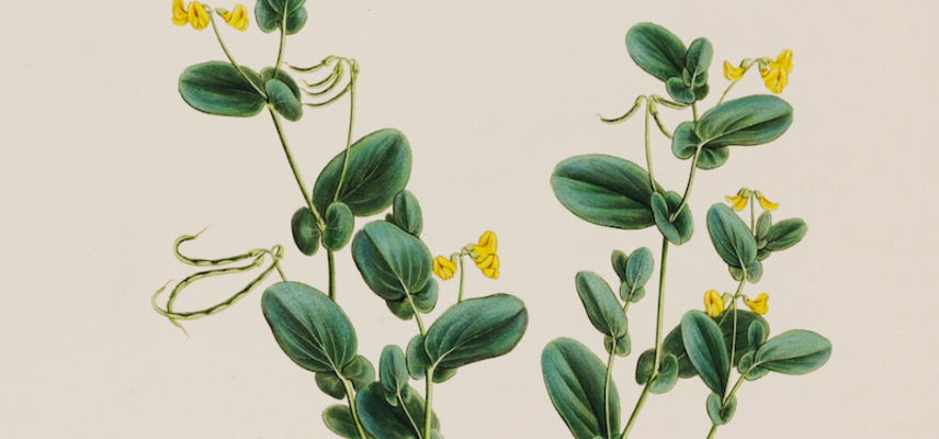A manuscript detail of a plant - two stems grow upwards with dark green leaves and yellow flowers