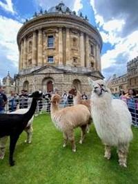 A herd of alpacas on a lawn in front of the Radcliffe Camera
